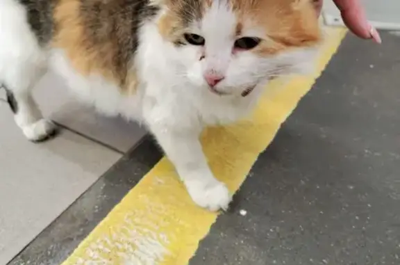 Беременная кошка найдена, ТЦ Сити