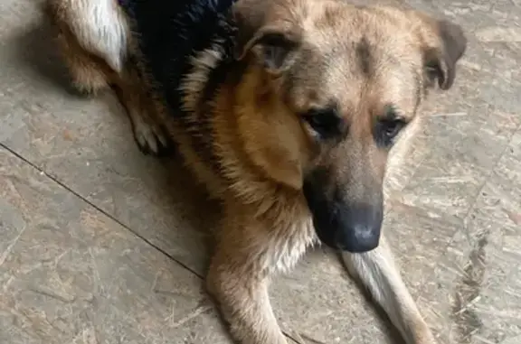 Пропала собака в с.Салабайкасы, Чувашия