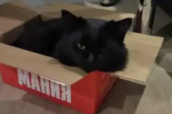 Пропала чёрная кошка: Армавирская, 173