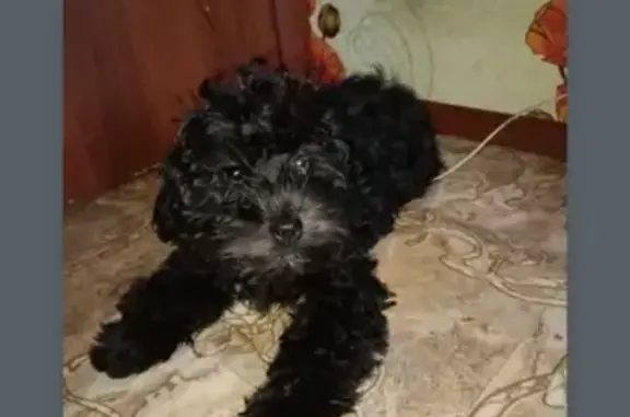 Пропала собака: Ленина, 106, Кемерово
