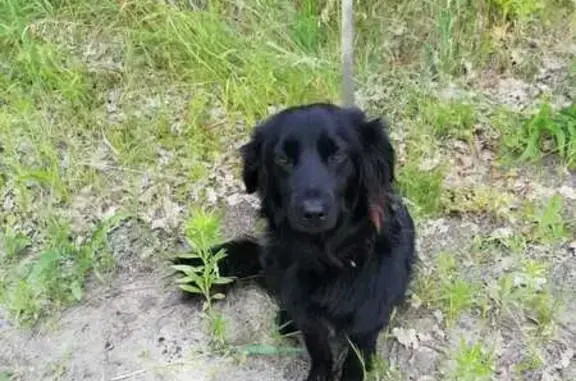 Пропала собака в Тамбове, чёрная