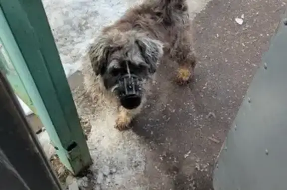 Найдена собака на ул. Шкулёва, Мск