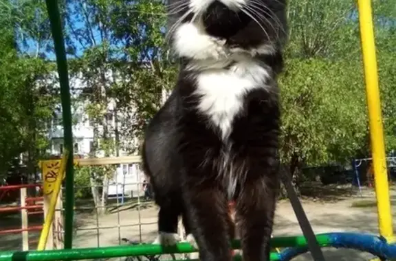 Пропал кот: Чехова, 59, Вологда