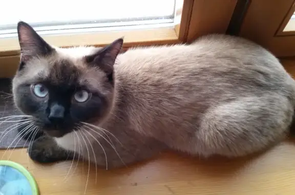 Найдена кошка: ул. Бабушкина, 24