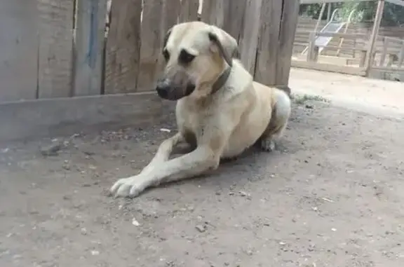 Пропала собака в Астрахани, без хвоста