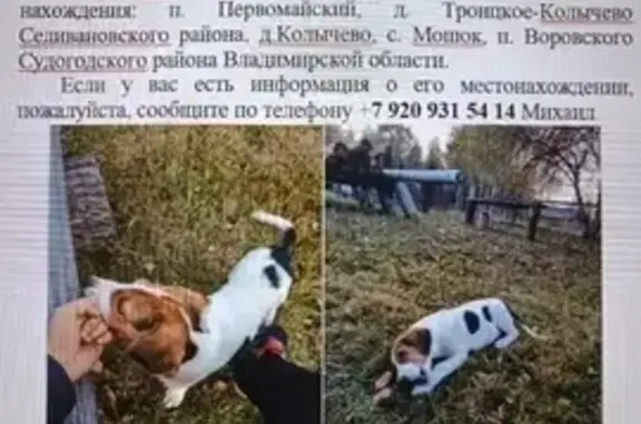 Пропала собака у д. Троицкое-Колычево