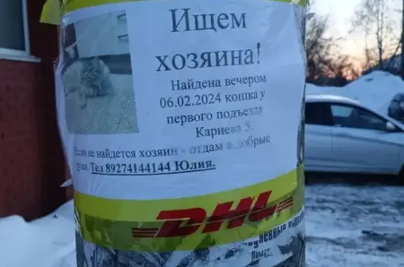Найдена кошка, ул. Кариева 5, Казань