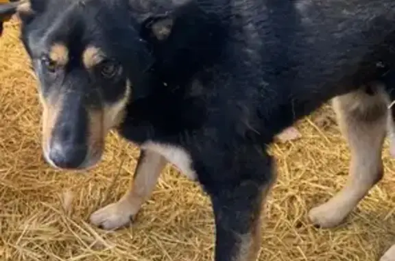 Собака найдена у завода в Казани