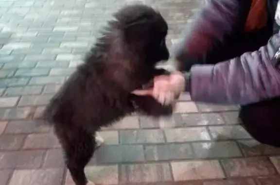 Найден щенок алабая, ст. Нара, ул. Войкова