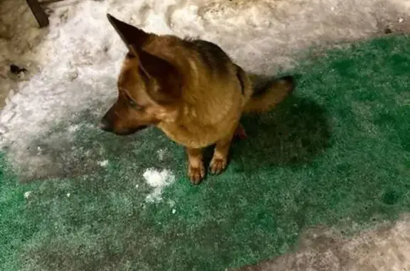 Найдена собака: Носовихинское, 25