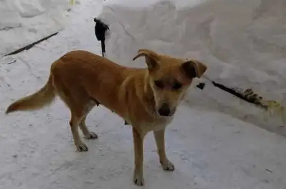 Найдена собака: 36-я Сев. ул., Омск