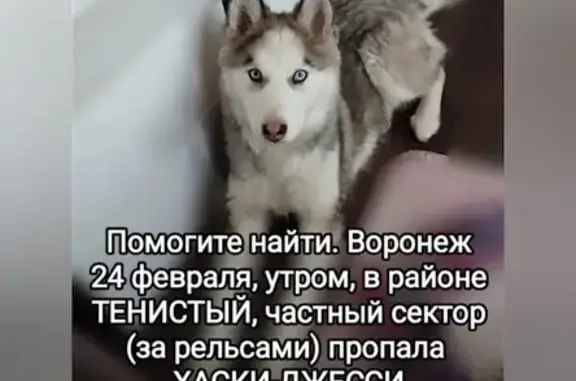 Пропала собака, Рассветная, Воронеж