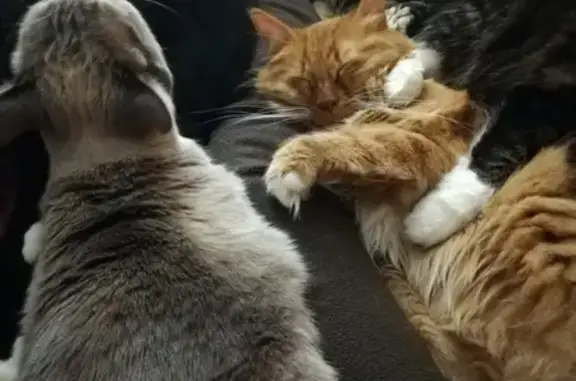 Кошки потеряшки, Санкт-Петербург, фото: Потеряшка кот: Дворцовая пл., СПб