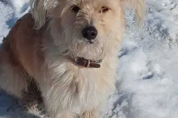 Найдена собака: Беляева, 31, Барнаул