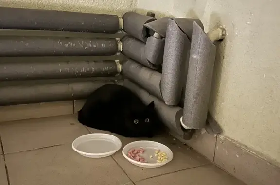 Найдена черная кошка, Рязань, 1 этаж