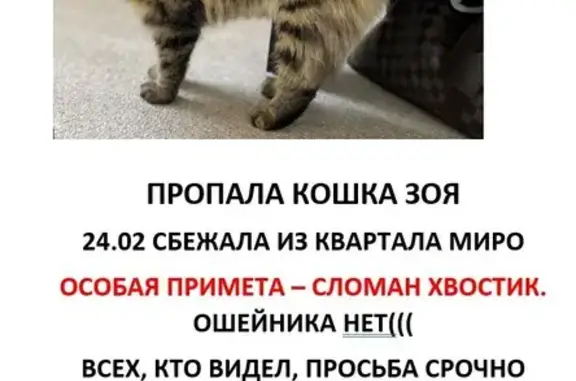 Пропала кошка: Зворыкина, 1 к2