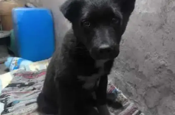 Собака спасена на ул. Р. Зорге, Кызыл