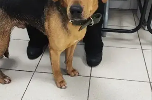 Найдена собака у метро Лефортово