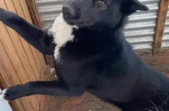 Пропала собака Ирма в Мордовии