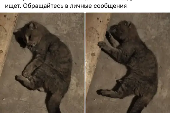 Кошка найдена: Ярославская, 153 к2