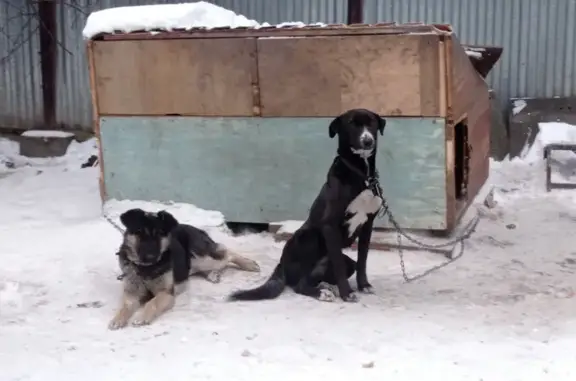 Пропали собаки: Карасай Батыра, 125