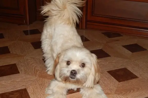 Собаки потеряшки, Тверь, фото: Потеряшка собака: ул. КИМа, 19, Тверь