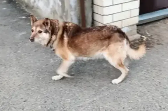Найдена собака, Октябрьская 161, Ставрополь