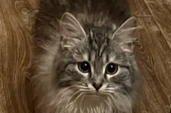 Найдена кошка: Восточно-Одоевское