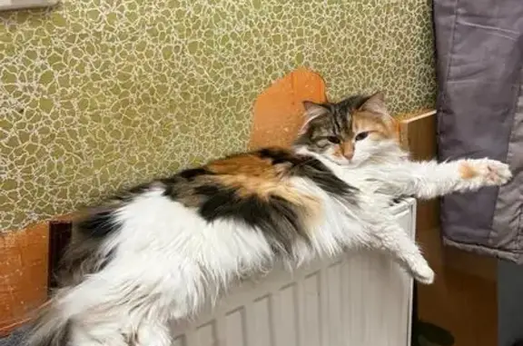 Кошки потеряшки, Таганрог, фото: Потеряшка кошка Лукерья, 2-я Аллея, 55
