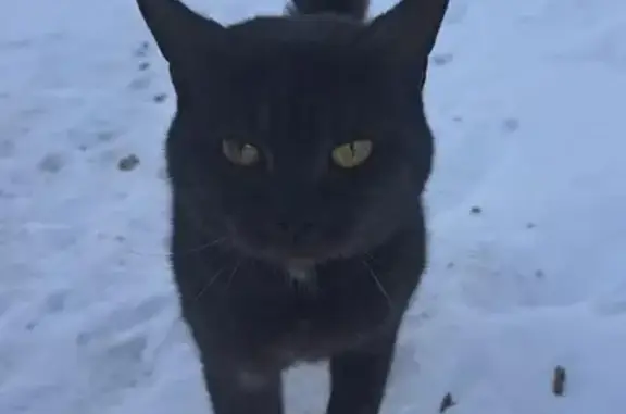 Найден кот: ул. Сабетова, Комсомолец
