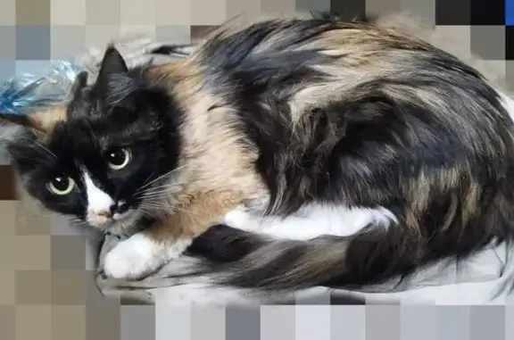Кошка найдена: Гоголя, 43, Зеленодольск