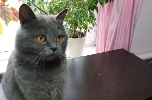 Найдена кошка в Дашковке, Москва