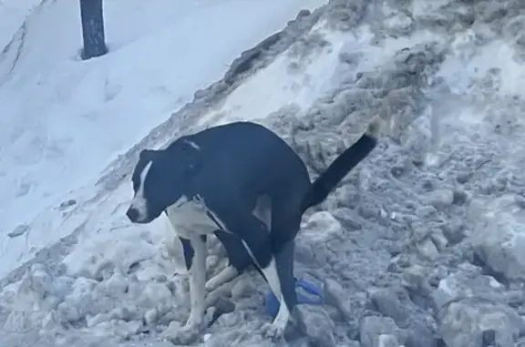 Найдена собака у ТЦ Панорама, Москва