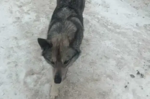 Найдена собака в Пушкино, Некрасовская