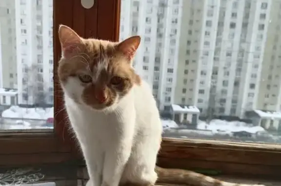 Найден кот: Новомарьинская, 19