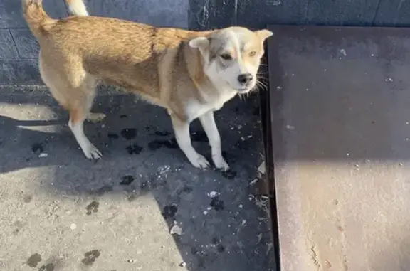 Найдена собака у м. Павелецкая, Москва