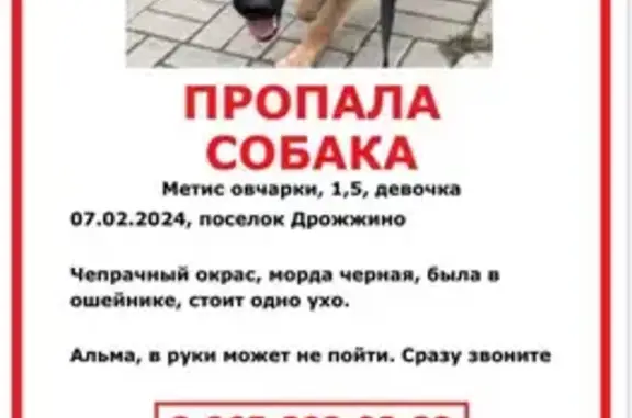 Пропала собака Альма, Бутово парк2
