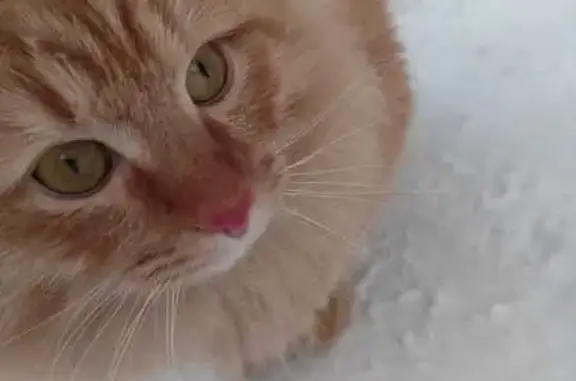 Пропал рыжий кот: Менделеева, 27