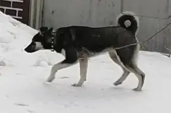 Найден щенок, Островского 56, Орёл