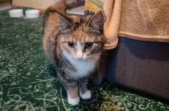 Пропала кошка Анфиса, Граничная, 41