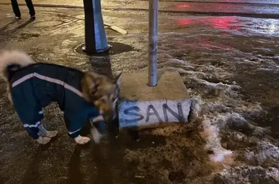 Собака найдена на Кронверкском, СПб