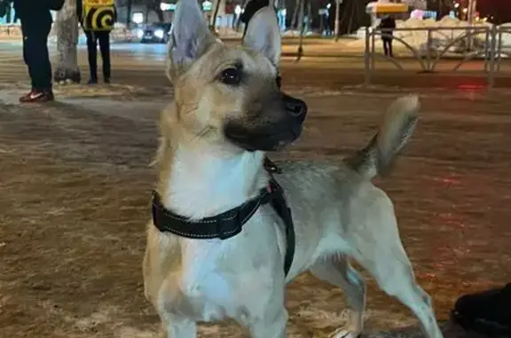 Найдена собака: ул. Сулимова, 46
