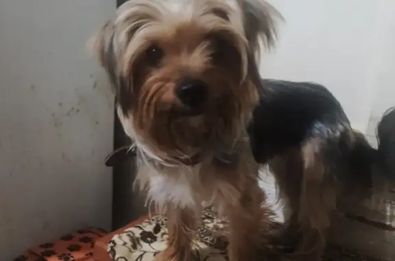 Найдена собака: ул. Дружбы, 41, Батайск