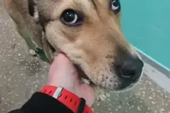 Найдена собака у Алтуфьевского пруда