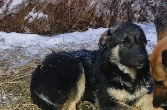 Пропала собака в Медведево, Орловская
