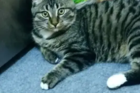 Найдена кошка Котик, Владивосток