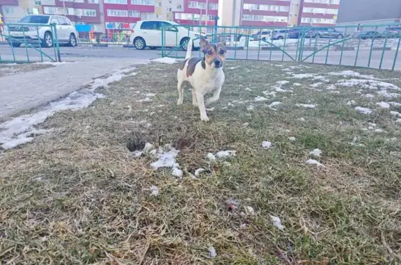 Найдена собака, Лунная ул., 2, Дубовое