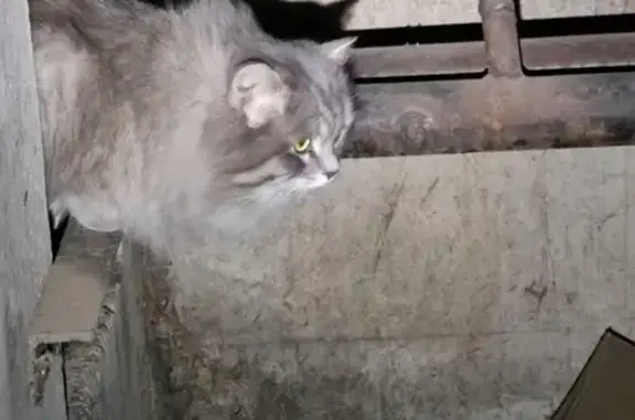 Пропал серый кот, ул. Ленинского Комсомола