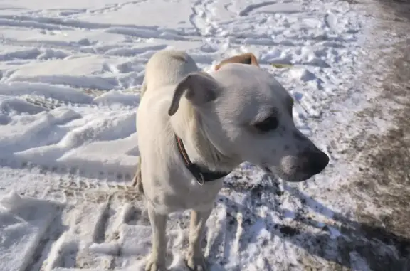 Найдена собака: Петровская, 50, Энгельс