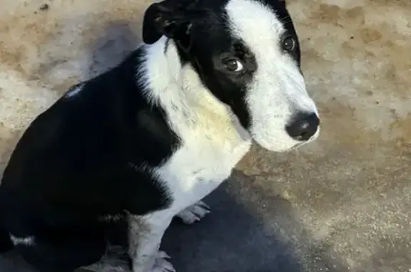 Собаки потеряшки, , фото: Потеряшка собака: Нагорная ул., 3, Сярьги